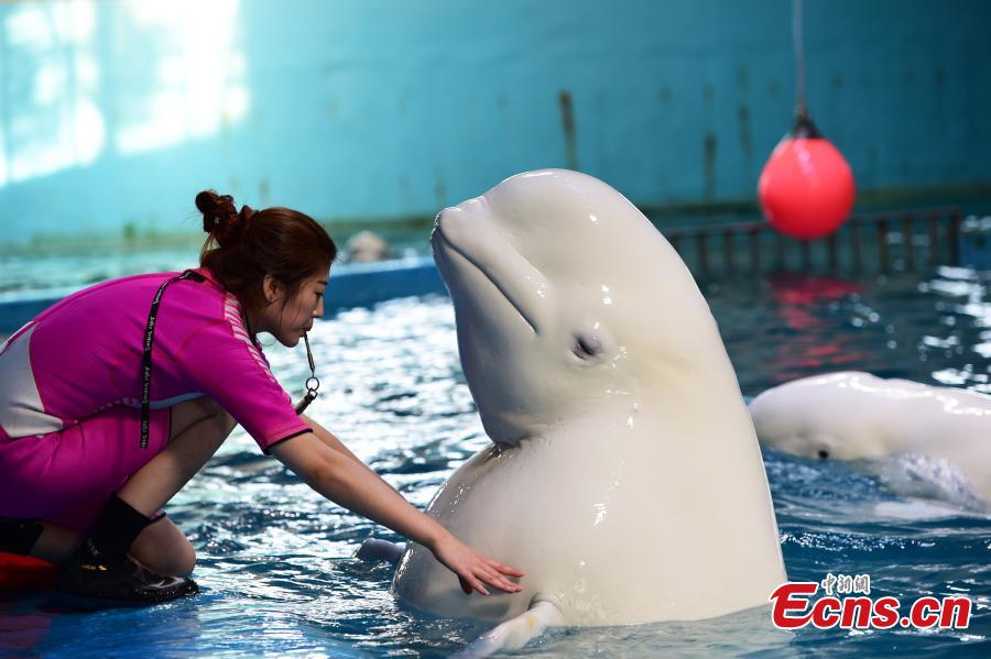 Trainer Li Qian interacts with a white whale at an aquarium in Penglai City, East China’s Shandong Province, Sept. 26, 2016. Born in 1988, Li worked as a performer posing as a mermaid, then turned into a trainer due to her love for marine animals. The only female trainer in the aquarium, Li said it sometimes takes months to develop a new performance skill in a white whale, to which she has developed a strong attachment. (Photo: China News Service/Cai Hongwen)
