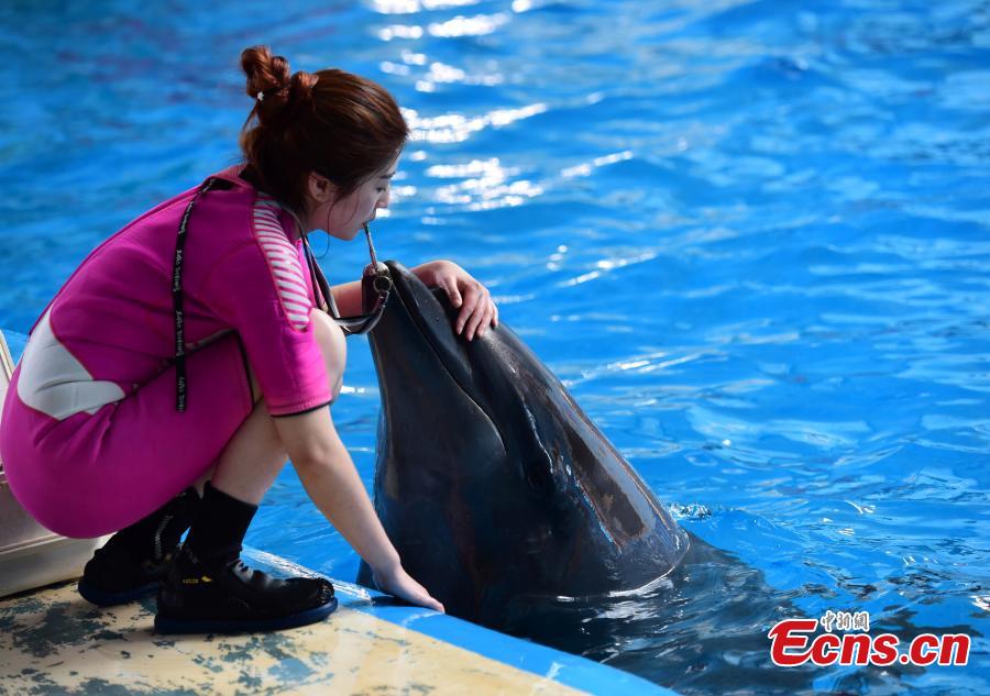 Trainer Li Qian interacts with a seal at an aquarium in Penglai City, East China’s Shandong Province, Sept. 26, 2016. Born in 1988, Li worked as a performer posing as a mermaid, then turned into a trainer due to her love for marine animals. The only female trainer in the aquarium, Li said it sometimes takes months to develop a new performance skill in a white whale, to which she has developed a strong attachment. (Photo: China News Service/Cai Hongwen)