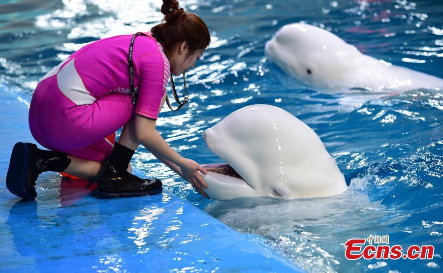 Trainer Li Qian interacts with a white whale at an aquarium in Penglai City, East China’s Shandong Province, Sept. 26, 2016. Born in 1988, Li worked as a performer posing as a mermaid, then turned into a trainer due to her love for marine animals. The only female trainer in the aquarium, Li said it sometimes takes months to develop a new performance skill in a white whale, to which she has developed a strong attachment. (Photo: China News Service/Cai Hongwen)