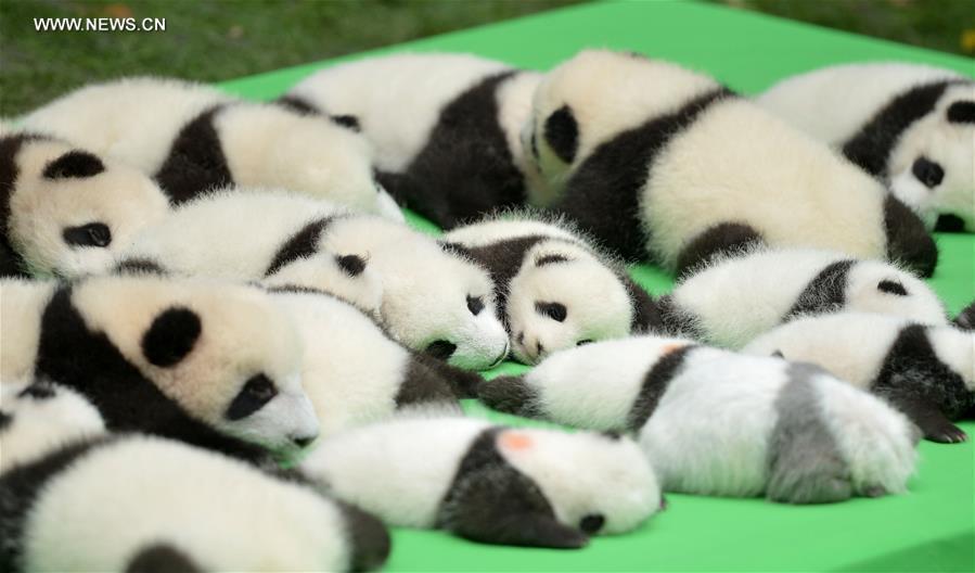 23 baby giant pandas born in 2016 make debut in Chengdu(1/3)