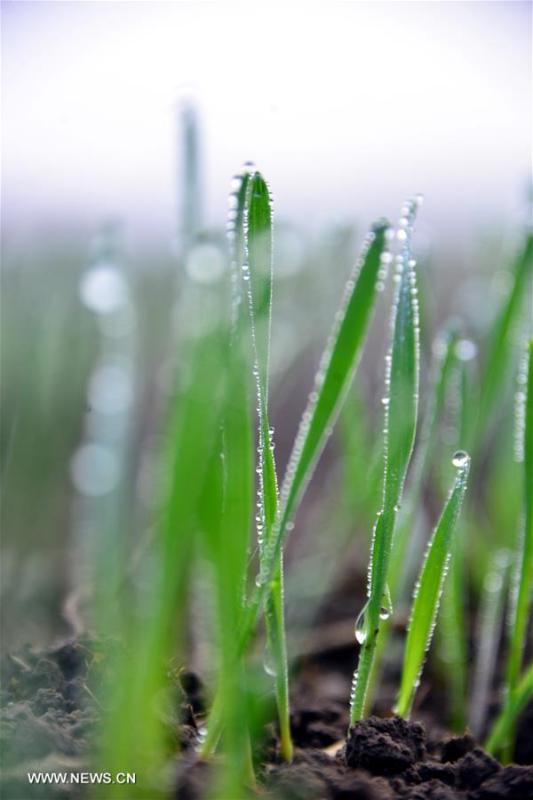 Dews are seen on wheat seedlings in Houlou Village, Liaocheng City of east China\'s Shandong Province, Oct. 8, 2016. Saturday marks Cold Dew, the 17th solar term on Chinese lunar calendar. (Photo/Xinhua)