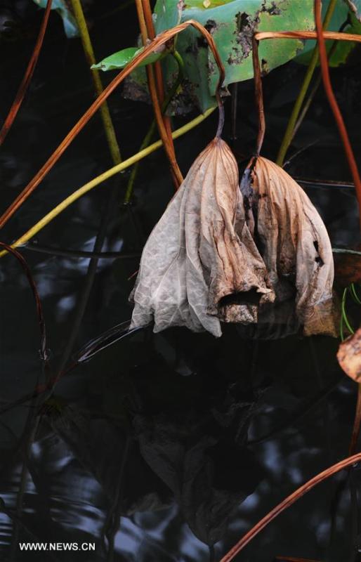 Photo taken on Oct. 8, 2016 shows withered lotus in Lingering Garden (or Liuyuan) of Suzhou, east China\'s Jiangsu Province. Saturday marks Cold Dew, the 17th solar term on Chinese lunar calendar. (Photo/Xinhua)