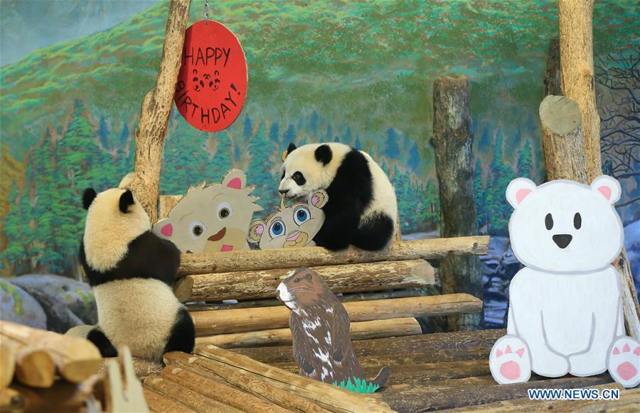 Birthday celebration held for giant panda cubs at Toronto Zoo(1/6)