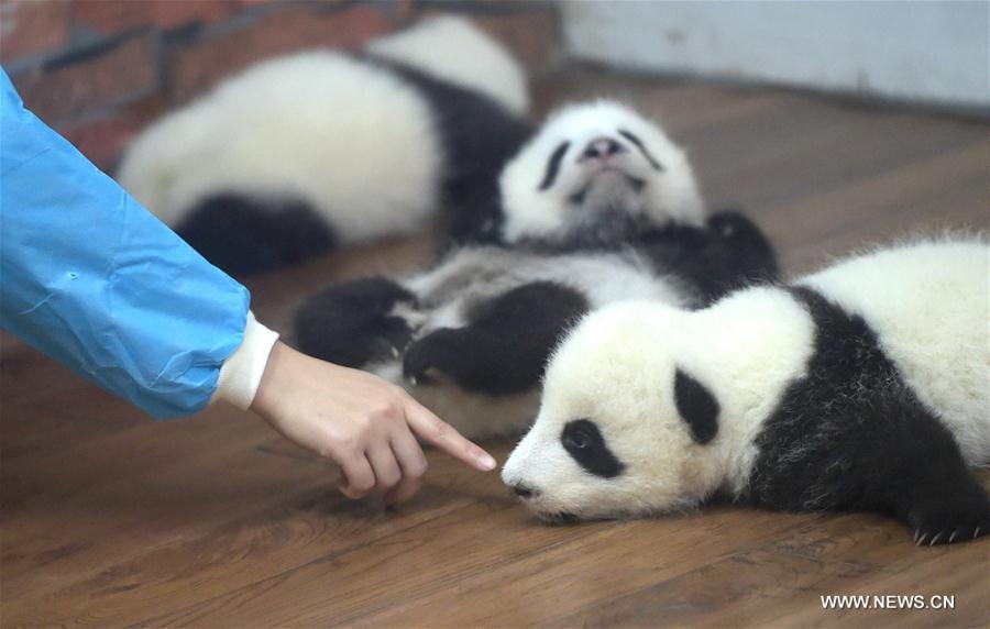23 giant panda cubs living in 'kindergarten' in Chengdu(1/7)