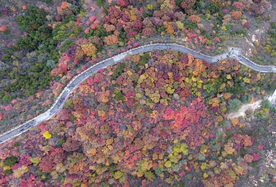 An aerial view shows the Great Wall surrounded by the colorful leaves at the Badaling section north to Beijing, on Oct 23, 2016. (Photo/Xinhua)