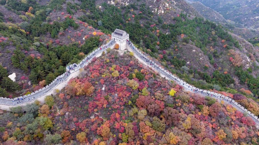 
An aerial view shows the Great Wall surrounded by the colorful leaves at the Badaling section north to Beijing, on Oct 23, 2016. (Photo/Xinhua)