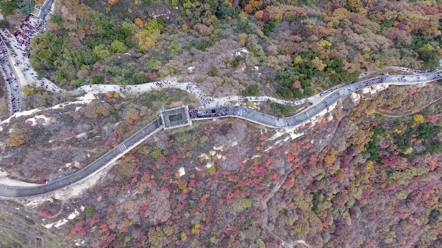An aerial view shows the Great Wall surrounded by the colorful leaves at the Badaling section north to Beijing, on Oct 23, 2016. (Photo/Xinhua)