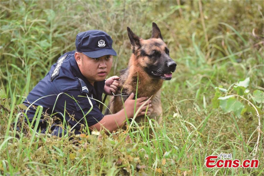 A close-up of police dogs in training(1/7)