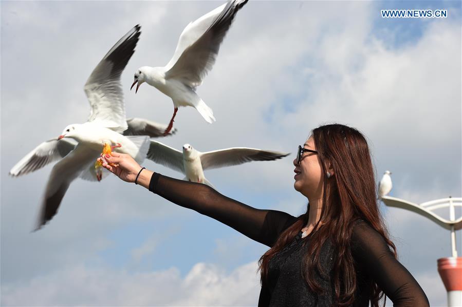 Black-headed gulls attract tourists in SW China(1/6)