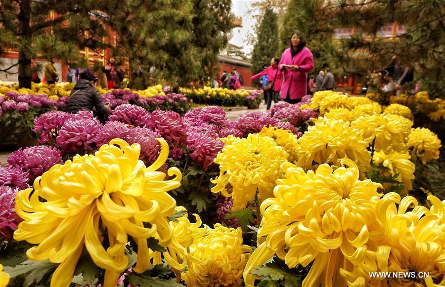 Chrysanthemum flowers on show at Beihai park in Beijing(3/3)