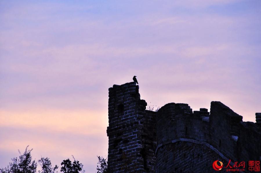The well-preserved Zhuizishan section of the Great Wall, often regarded as the most beautiful Great Wall segment in all of Liaoning Province, is famous for its steep incline. Having escaped renovation in modern times, the section still presents its original look to tourists. Built during the Ming Dynasty (1368-1644), Zhuizishan stretches over 20,000 meters. Walking along Zhuizishan is like walking on a rugged mountain road. Numerous beacon towers are situated in the ups and downs of Yanshan Mountain, which makes the view even more spectacular. (Photo/people.cn)