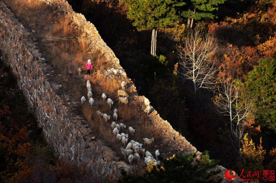 The well-preserved Zhuizishan section of the Great Wall, often regarded as the most beautiful Great Wall segment in all of Liaoning Province, is famous for its steep incline. Having escaped renovation in modern times, the section still presents its original look to tourists. Built during the Ming Dynasty (1368-1644), Zhuizishan stretches over 20,000 meters. Walking along Zhuizishan is like walking on a rugged mountain road. Numerous beacon towers are situated in the ups and downs of Yanshan Mountain, which makes the view even more spectacular. (Photo/people.cn)