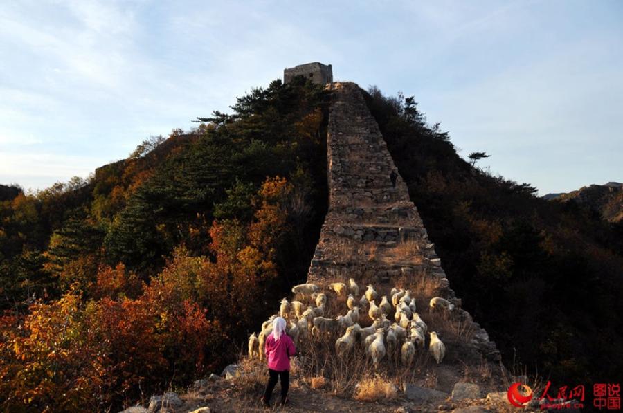 The well-preserved Zhuizishan section of the Great Wall, often regarded as the most beautiful Great Wall segment in all of Liaoning Province, is famous for its steep incline. Having escaped renovation in modern times, the section still presents its original look to tourists. Built during the Ming Dynasty (1368-1644), Zhuizishan stretches over 20,000 meters. Walking along Zhuizishan is like walking on a rugged mountain road. Numerous beacon towers are situated in the ups and downs of Yanshan Mountain, which makes the view even more spectacular. (Photo/people.cn)