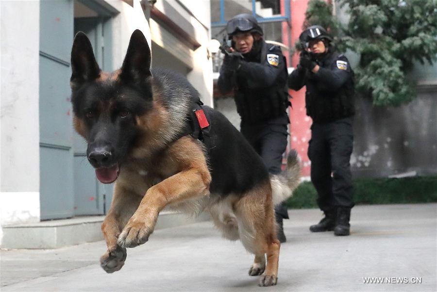 Over 1,000 police dogs serve in criminal investigation in Beijing(1/10)