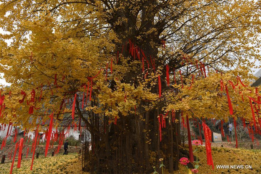 People enjoy scenery under ginkgo tree in NW China(1/3)