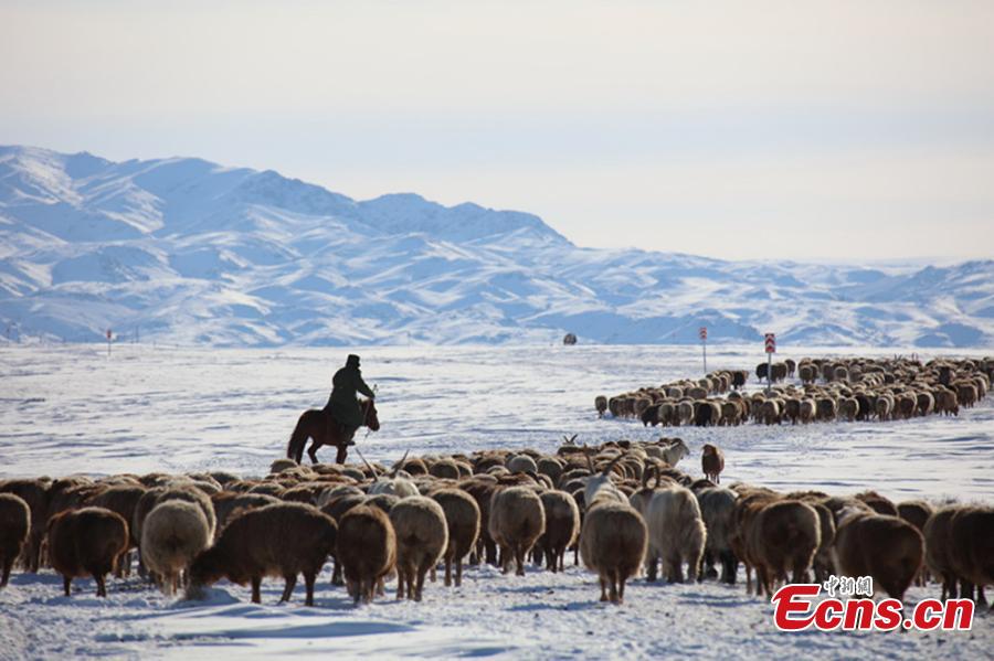 Winter's livestock migration in Xinjiang(1/5)