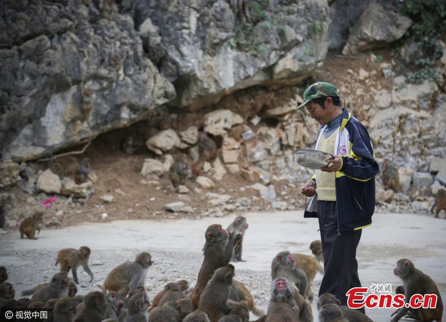Villagers convert farmland to forest for monkeys(1/3)