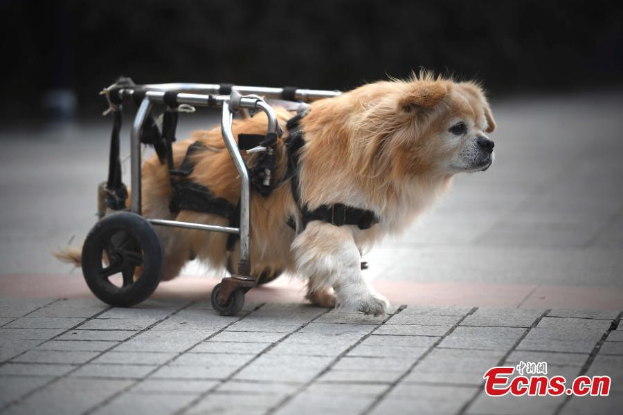 Paralyzed dog walks on street with wheelchair (1/5)