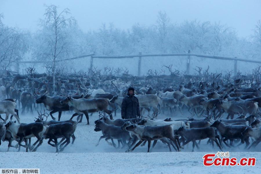 Reindeer herding in Russia's remote Arctic(1/21)