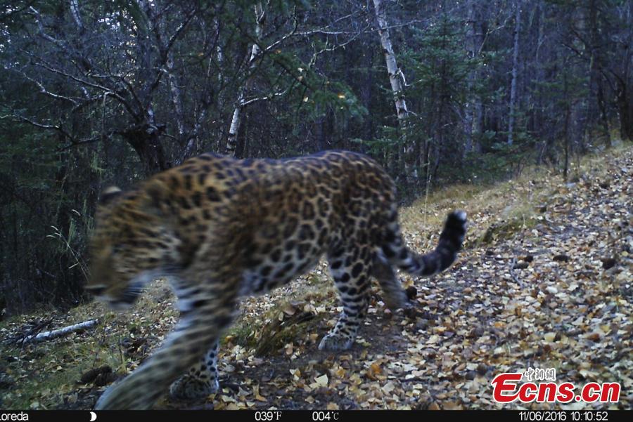 Snow leopards spotted in SW China(1/5)