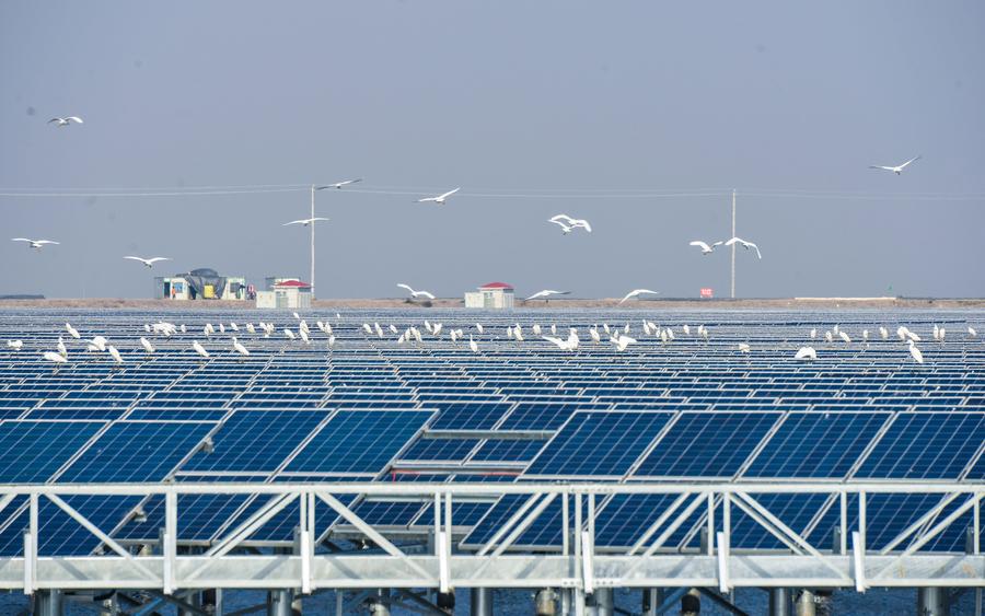 Gulls hover over an aquaculture farm building and sharing with a solar power project in Cixi city, East China\'s Zhejiang province, Dec 24, 2016. The project under construction, with solar panels installed above the fishery water, is expected to generate 220 million kwh of electricity per year.(Photo/Xinhua)