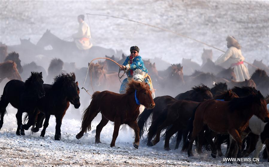 Herdsmen lasso horses in north China(1/6)