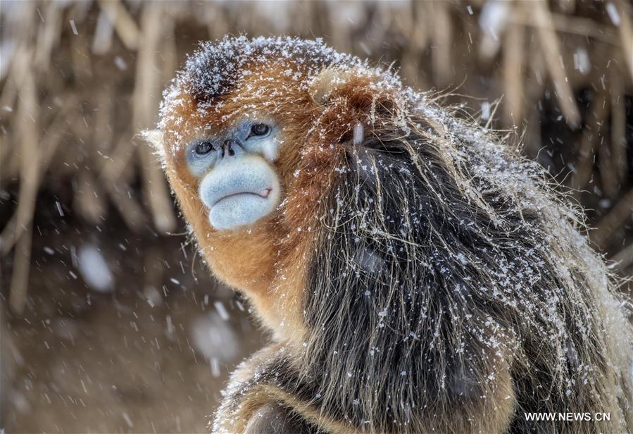 THE YEAR OF THE GOLDEN MONKEY - News