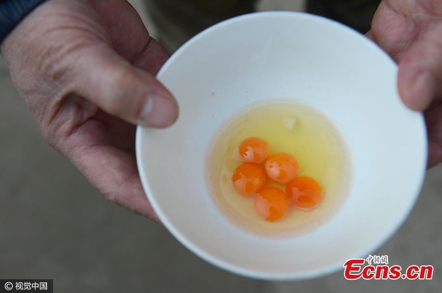 An egg with five yolks has been discovered in Wuhan City, Central China’s Hubei Province. The owner, Tao, said she was pleased with the rare finding ahead of Spring Festival, China’s Lunar New Year. (Photo/CFP)