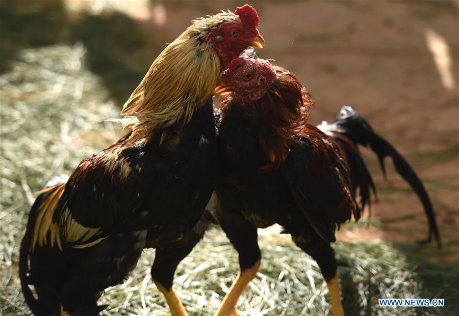 Cockfight performance held to celebrate upcoming Year of Rooster(1/5)