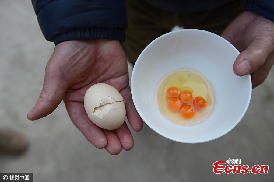 An egg with five yolks has been discovered in Wuhan City, Central China’s Hubei Province. The owner, Tao, said she was pleased with the rare finding ahead of Spring Festival, China’s Lunar New Year. (Photo/CFP)