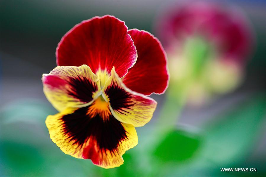 Agricultural garden in east China blazed with color (1/5)