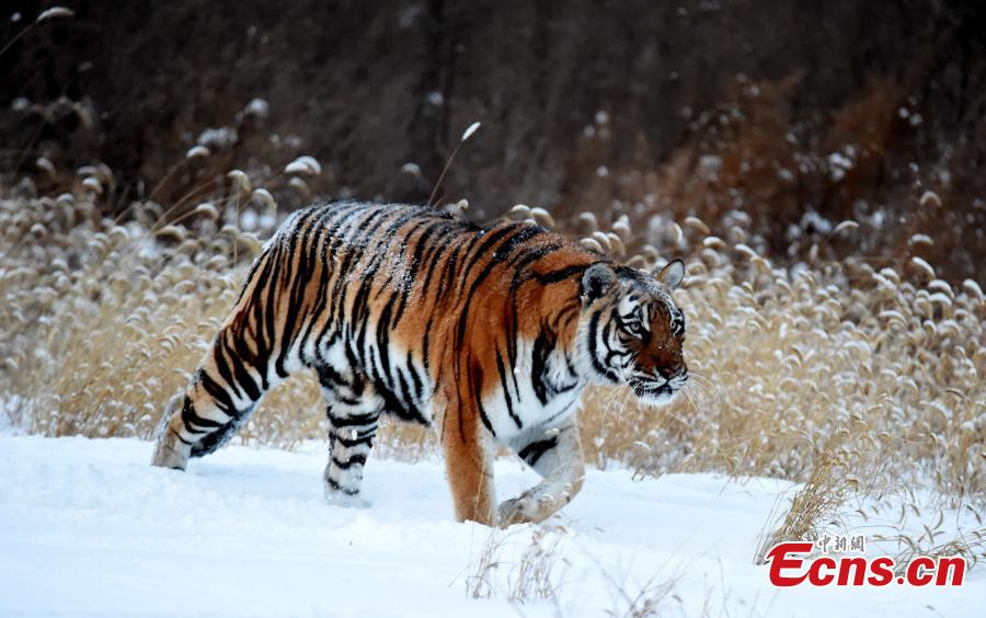 'Tubby' Siberian tigers still imposing(1/3)