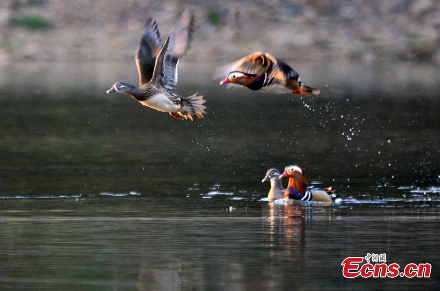 Wild mandarin ducks found in lake(1/5)