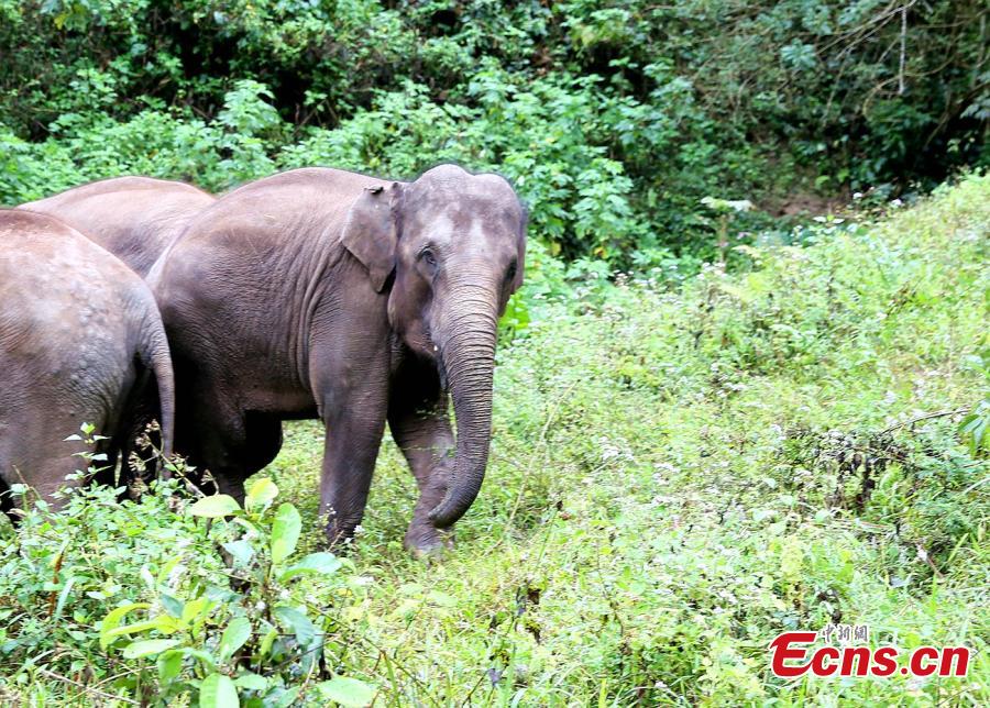 13 wild Asian elephants rampage farmers' homes(1/4)