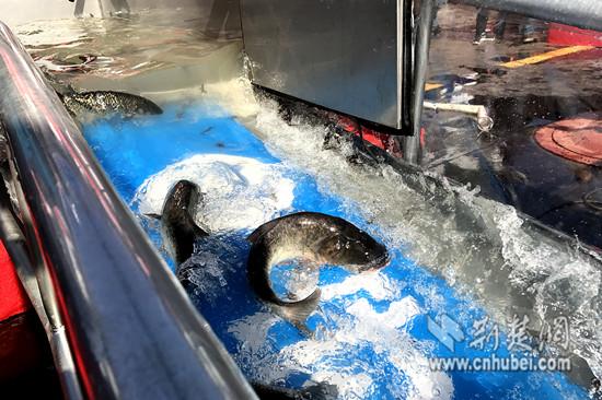 Other fish are also released into the Yangtze River in Wuhan City, capital of Central China\'s Hubei Province, March 2, 2017. For the first time, Wuhan set free more than 1,000 Chinese sturgeons in the river, with the biggest measuring 1.2 meters long and weighing 100 kilograms. The release will help boost fish stocks in the Yangtze, China\'s longest river. A species 140 million years old, the Chinese sturgeon is the oldest kind of fish in the Yangtze and one of the oldest vertebrates in the world. Nicknamed \