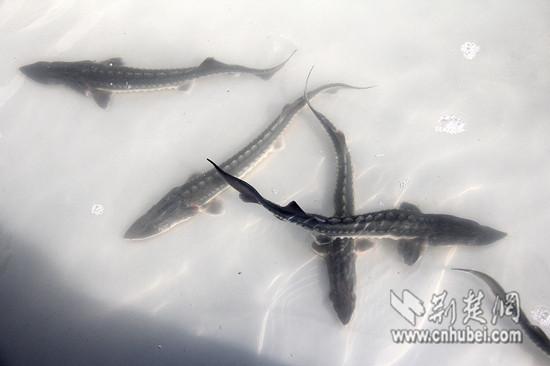 Artificially-bred Chinese sturgeons are released into the Yangtze River in Wuhan City, capital of Central China\'s Hubei Province, March 2, 2017. For the first time, Wuhan set free more than 1,000 Chinese sturgeons in the river, with the biggest measuring 1.2 meters long and weighing 100 kilograms. The release will help boost fish stocks in the Yangtze, China\'s longest river. A species 140 million years old, the Chinese sturgeon is the oldest kind of fish in the Yangtze and one of the oldest vertebrates in the world. Nicknamed \