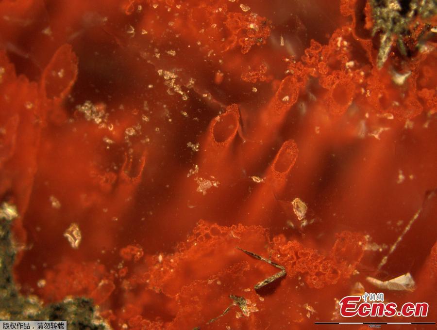 Canadian bacteria-like fossils called oldest evidence of life(1/3)