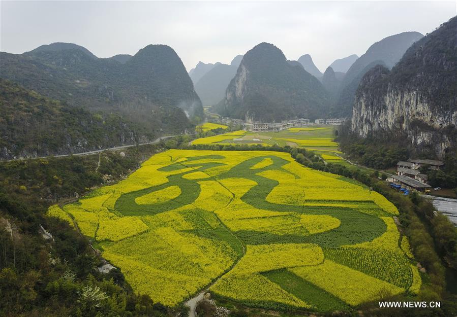Chinese character for 'dragon' seen amid rape flowers in SW China (1/2)