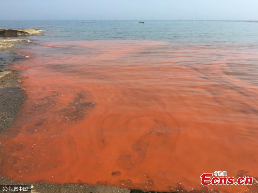 Red tide hits coast of East China's Shandong - Headlines, features