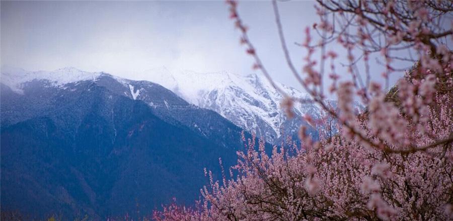 Date with flowers in Nyingchi(1/8)