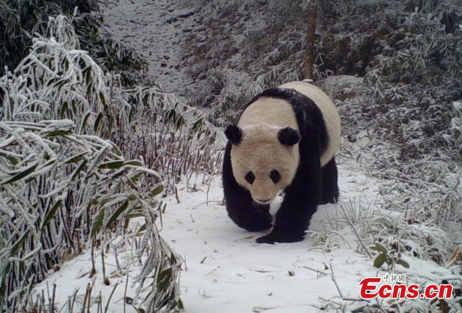 Photo of wild panda caught on camera in Sichuan(1/6)