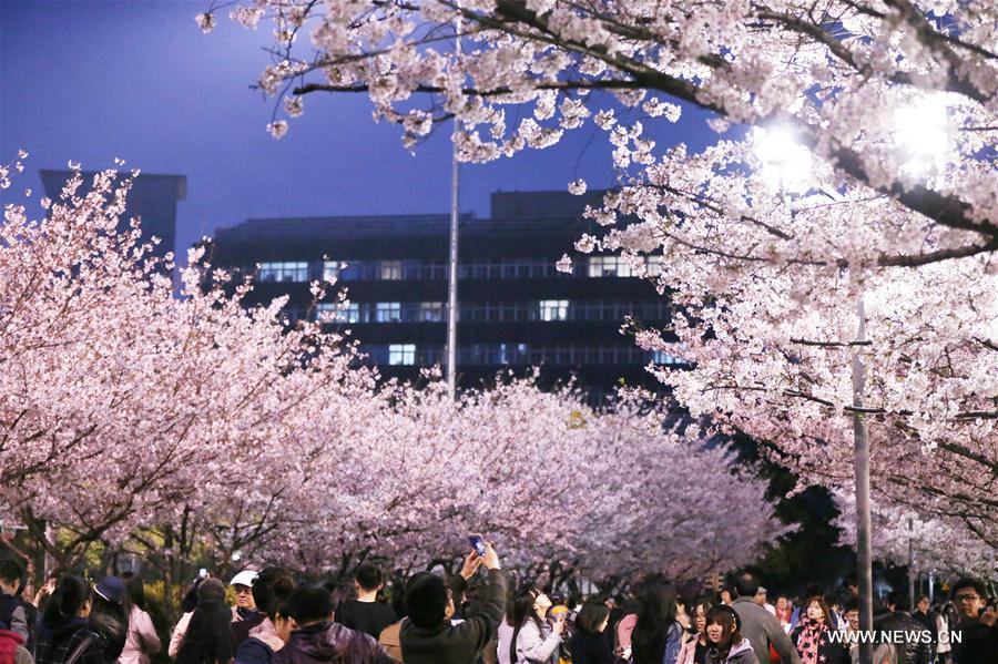 Cherry blossoms seen in Tongji University in Shanghai(1/3)