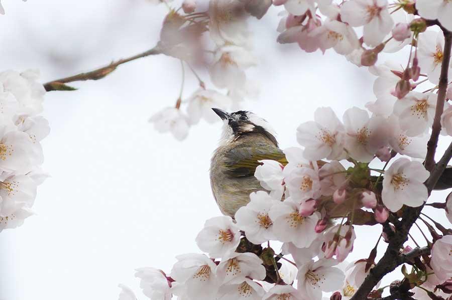 Cherry blossoms a big hit for birds in Qingdao city(2/5)