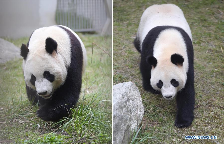 Two giant pandas in SW China leave for the Netherlands(1/8)