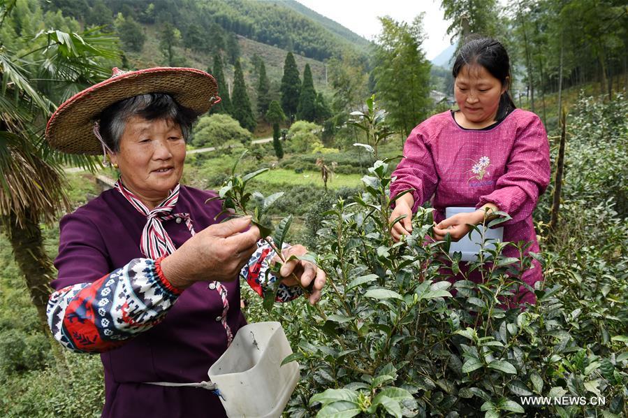 Jinjunmei black tea made in SE China's Wuyi Mountain(1/8)