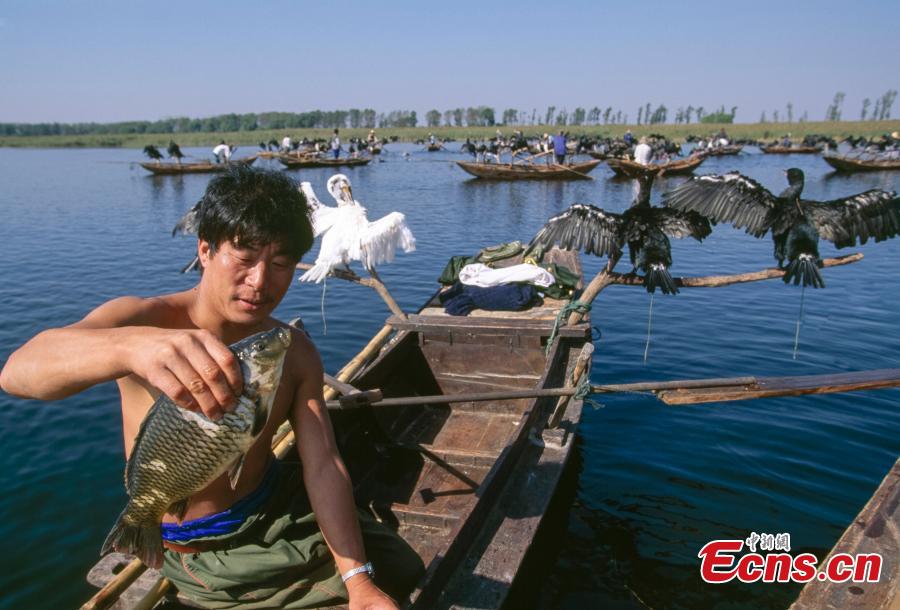 Daily life set to change in Baiyangdian (1/13)