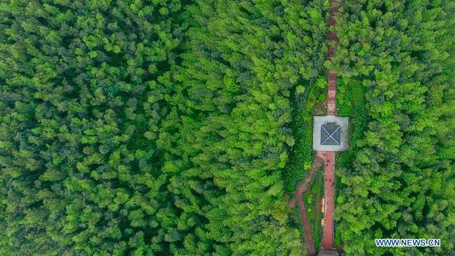 Aerial view of Bamboo Forest Park in SW China(5/5)
