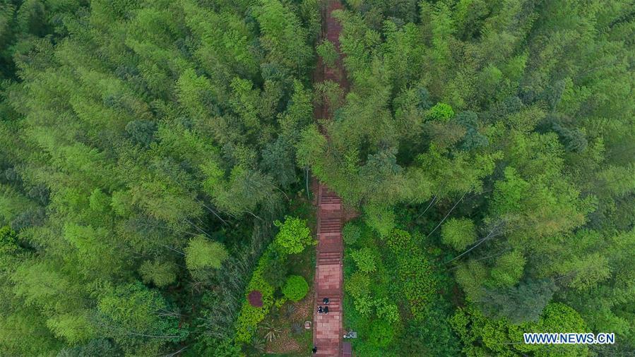 Aerial view of Bamboo Forest Park in SW China(4/5)