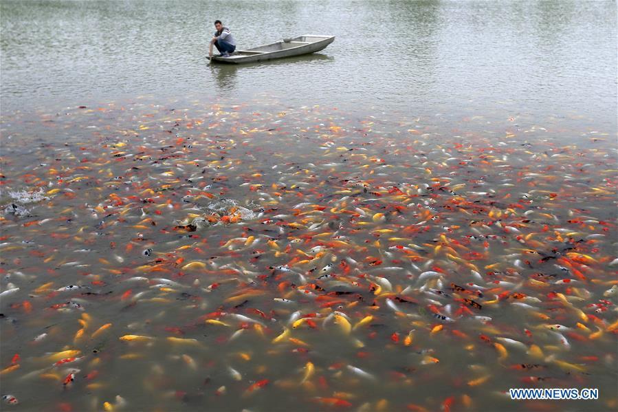 A fishing boat is seen in Huai\'an section of the Huaihe River in east China\'s Jiangsu Province, May 15, 2017. Due to torrential rain and the flow of water from upper reaches, water level of Jiangsu section of the Huaihe River has reached 13.20 meters recently. (Xinhua/Zhou Haijun)
