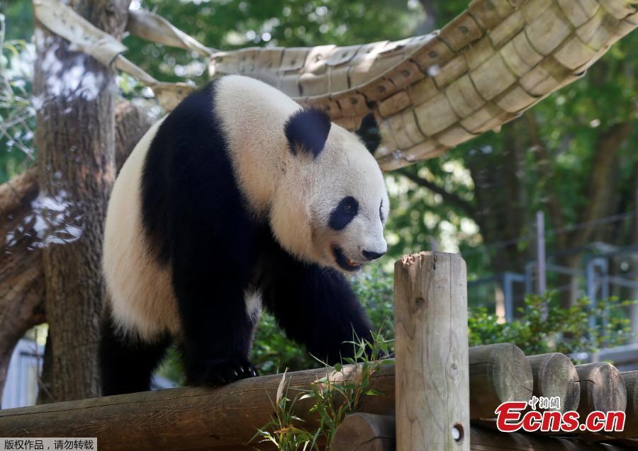 Giant panda at Tokyo zoo shows signs of pregnancy(1/5)